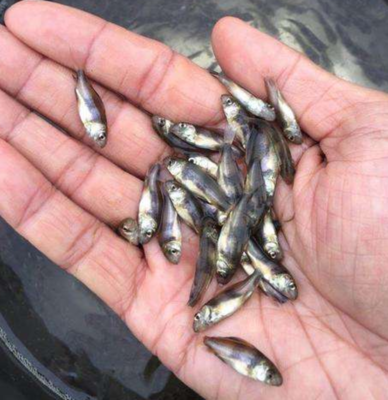 四川中華胭脂魚(yú)（黃排魚(yú)）養(yǎng)殖技術(shù)詳解