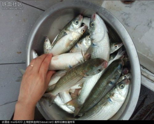 鯔魚(yú)人工繁殖技術(shù)與水質(zhì)改良劑研發(fā)的協(xié)同發(fā)展