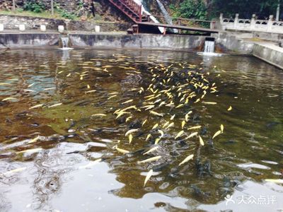 科技賦能，凈水興漁 順通虹鱒魚(yú)養(yǎng)殖中心水質(zhì)改良劑的研發(fā)之路